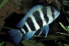 Frontosa Cichlid Cyphotilapia frontosa - Live Freshwater Fish