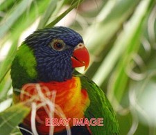 PHOTO  RAINBOW LORIKEET SEEN AT BUGTOPIA IN RUTLAND.