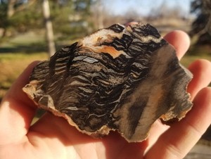 Interesting Petrified Wood Slab Multicolor Live Edge Utah Druzy 3.75"x2.75"