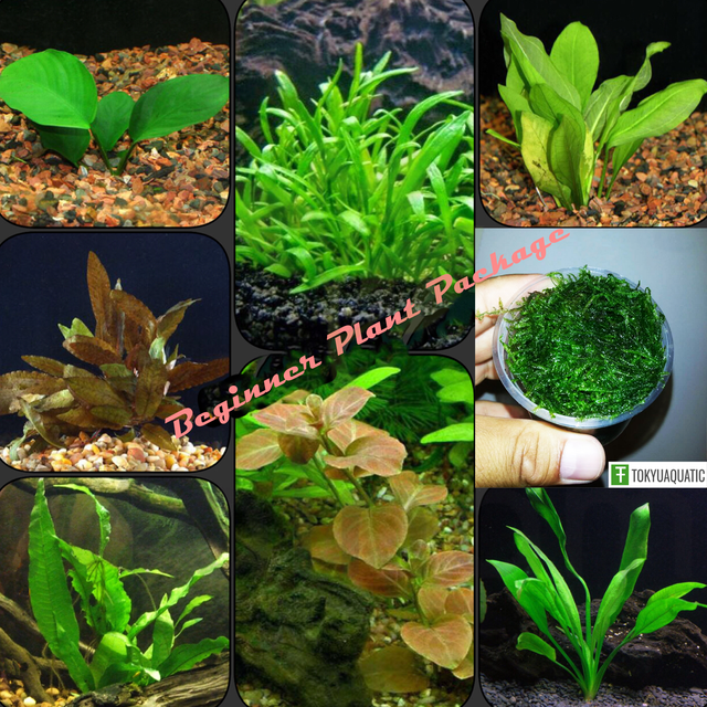 30+ Stem Live Aquarium Plants Bundle Package 8 Species
