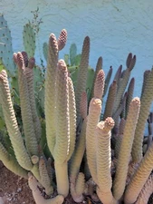 Live Pine Cone Cactus Cutting - Fresh and Ready to Grow! Buy 2 Get 1 Free