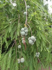 40 Bald Cypress Seeds, Taxodium distichum (Gathered 2025)