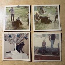 Vintage 1960 Photos of New Dog and Puppies Lot of 4