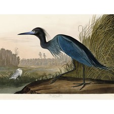 Audubon Birds America Blue Crane Huge Wall Art Poster Print
