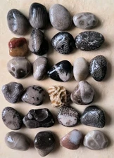 25 SMALL Unpolished Michigan FOSSILS Petoskey Stone Coral jewelry 1/2" M3