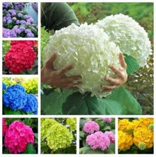 (10) HYDRANGEA SEEDS perennial flower garden bush plant USA SELLER W/TRACK