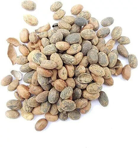 Jamalgota Croton Tiglium Jayaphala Jamalghota Whole Seeds 100% Indian Herbs - Picture 2 of 9