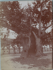 Turquie, Brousse (Bursa), Platane de Janissaires près du Vieux Serail, Tirage vi