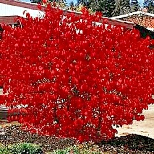Burning Bush Shrub Fruit
