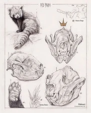 Red Panda | Pencil drawing | art print by Alex Dakos