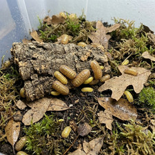 TC INSECTS 12 Armadillidium vulgare T Positive Albino Isopods Live Bioactive