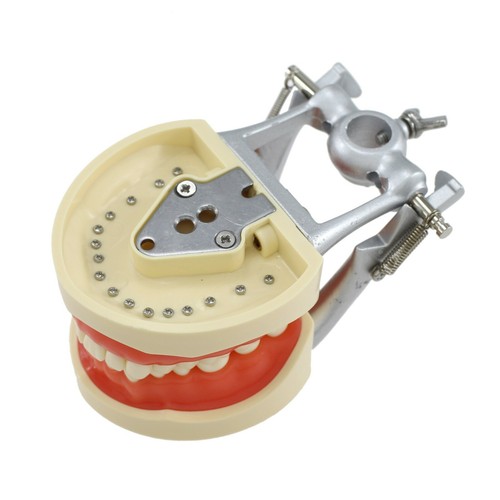 Nissin 200 Style Dental Practice Typodont Model Pole Mount 32 Pc Removable Teeth - Picture 26 of 47