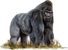 Decal Vinyl Sticker Gorilla - Printed Vinyl Decal Made in USA