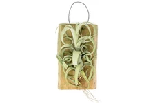 Tillandsia Curly Slim Air Plant on a Cedar Plank - Wholesale- Easy Care Plants
