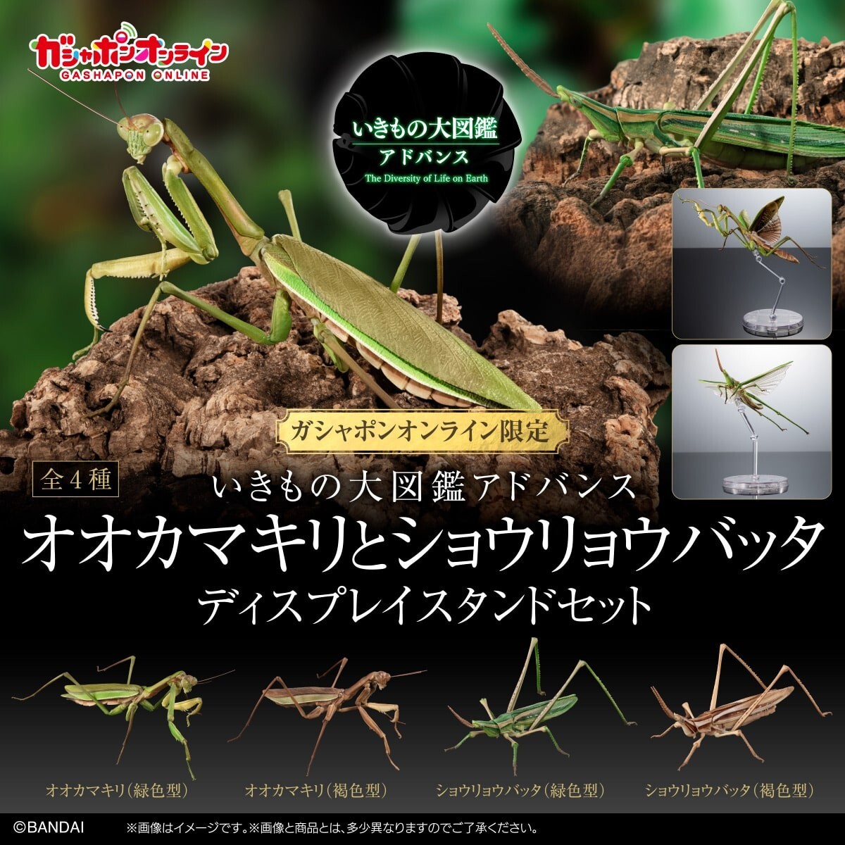 The Diversity of Life on Earth Mantis & Grasshopper w/ Wings