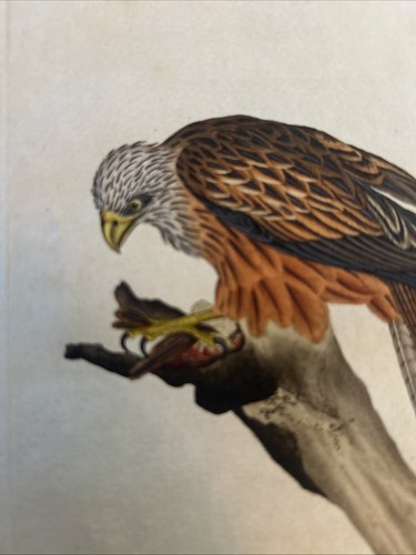 Ornitologia Acquaforte 1823,Falco, Nibbio reale, Milvus - Picture 5 of 6