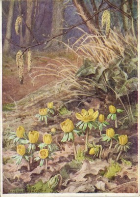 PC ARTIST SIGNED MARGARET W. TARRANT FLOWERS WINTER ACONITE VINTAGE PC (b63369)