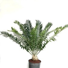 Encephalartos manikensis 16x11cm CAUDEX -  - NO horridus hirsutus