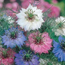 Nigella Miss Jekyll Mixed, Sow Mar-Apr & Aug-Oct. Flowers Jun-Sept, 500 Seeds