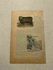 KP122) Captain Jack Merino Ram Sheep Shearing Old West 1890 Engraving