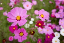 200 GLORIA COSMOS SEEDS | SALE FREE SHIPPING NON GMO HEIRLOOM