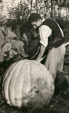 1955 ROVIGO Esemplare zucca gigante Fotografia
