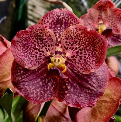 Vanda Orange Summerglow rispig Orchidee Orchideen Phalaenopsis