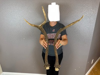 Matched Set Elk Spike Antlers Cut Offs WILD IDAHO Horns Decor Knife Handles