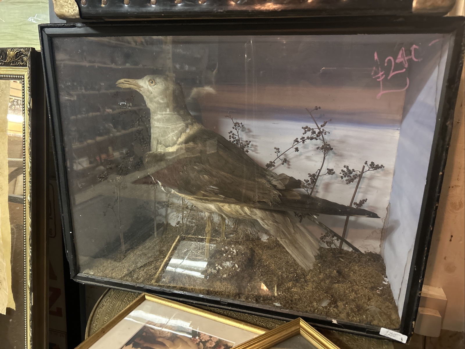 taxidermy birds eBay