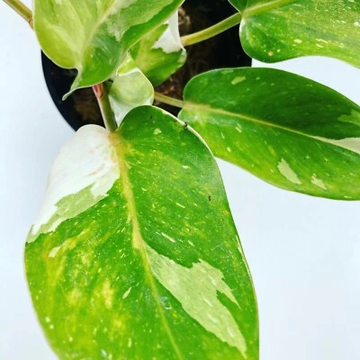 Philodendron White Princess Plant Plants Gumtree Australia Cardinia Area Pakenham 1252552145