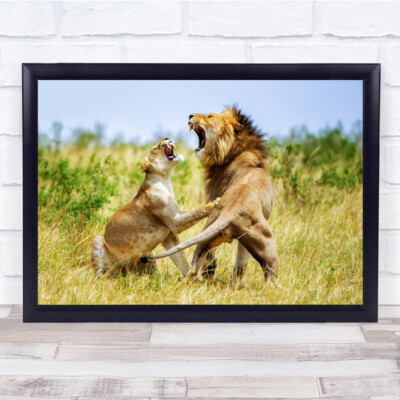 Affair Lion and lioness angry roar wildlife animals Wall Art Print