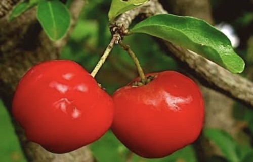 100% Pure Cherry Juice Powder —100 Grams— - Picture 3 of 4
