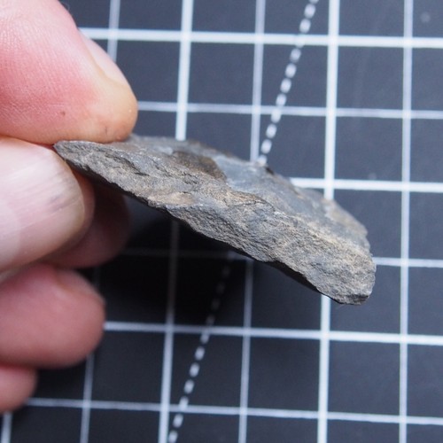 29gr Checo Trilobite Elipsocephalus hoffi Cámbrico Fósiles Dino 460 - Imagen 7 de 8
