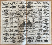 Incisione 1750 fauna marina stile Merian, tavola pesci antica originale