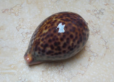 F cypraea pantherina HUGE SIZE  97.6 mm F++++F+++ natural glossy red sea shell