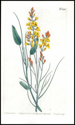 1808 CURTIS Botanical VIMINARIA DENUDATA Leafless Rush-Broom Pl 1190 (CB2/9...