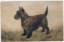 SCOTTISH TERRIER NAMED CHAMPION OLD SPRATTS DOG FOOD ART POSTCARD by F T DAWS