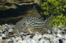 M/L Corydora Sterbai - Elegance in Every Movement Stunning Live Fish