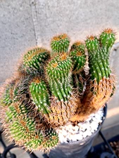 Cereus Spachianus Cristata Cactus Plant RARE