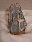 Petrified Wood Rare Color Bluish-Gray set on Gold Colored Base to display — photo 2