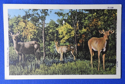 C.T. Wild Life Scenes 3 Deer ''C.T. Art Colortone'' Postcard White Border S-1108