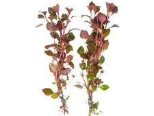 BUY 2 GET 1 FREE Ludwigia Repens Super Red Mini 2"Pot Aquarium Plant