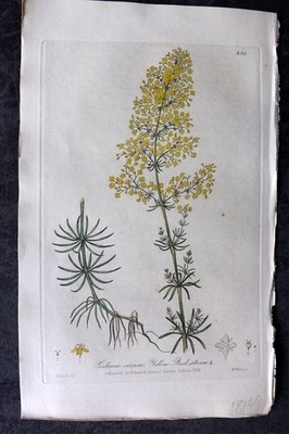 Baxter 1839 Hand Col Botanical Print. Yellow Bed Straw 294