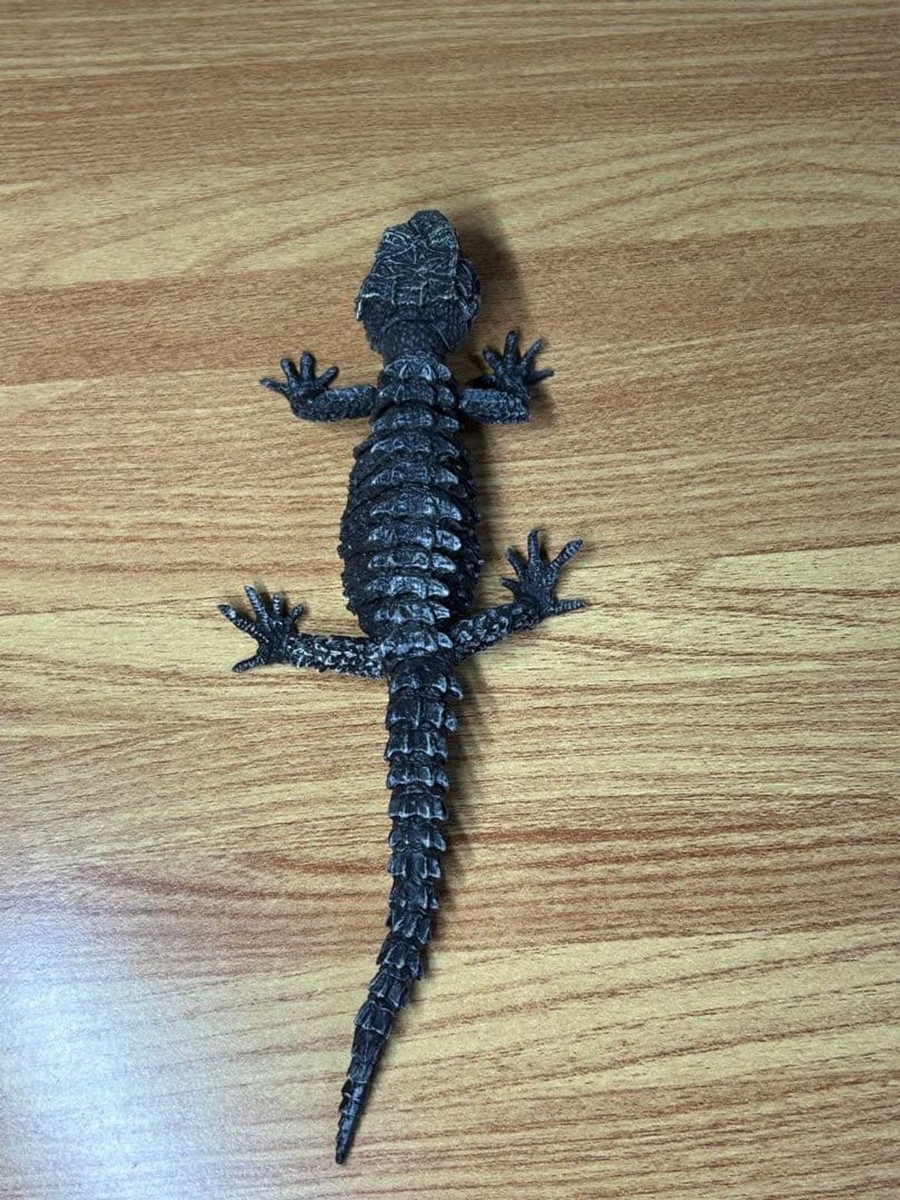 Ikimono Daizukan Advance Akame Kabuto Tokeh Lizard Figure Toy | eBay