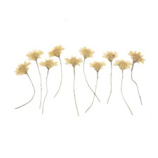 10PCS Real Pressed Dry flower, yellow flower with stem for art, craft FCD32