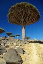 Dracaena draco, Canary Island Dragon Tree - 10 to 100 Sementes