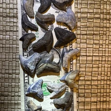 18 Fossil Tiger Shark Teeth From Bone Valley Florida Largest 1.21”