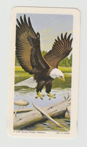 Brooke Bond Red Rose Tea Card North American Wildlife in Danger # 25 Bald Eagle - 第 1/2 張圖片