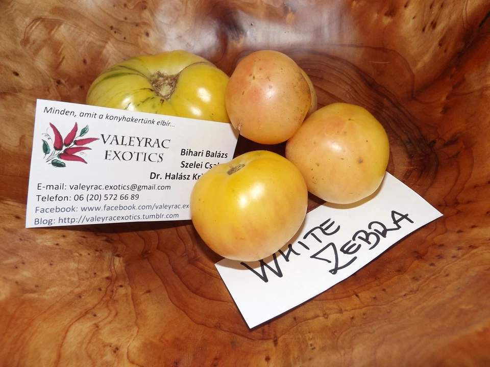 Tomate White Zebra 5+ Samen - Seeds - Graines - BESONDERS und HONIGSÜß! P 117