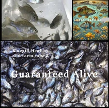 150+ Live Bluegill Fish,Bream, Sun Fish (SMALL) GUARANTEE ALIVE (FREE SHIPPING)